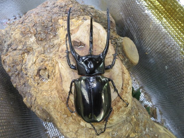 カブトムシ　10ペアくらい　売却済み カブトムシ ペアの値段と価格推移は？｜312件の売買データから