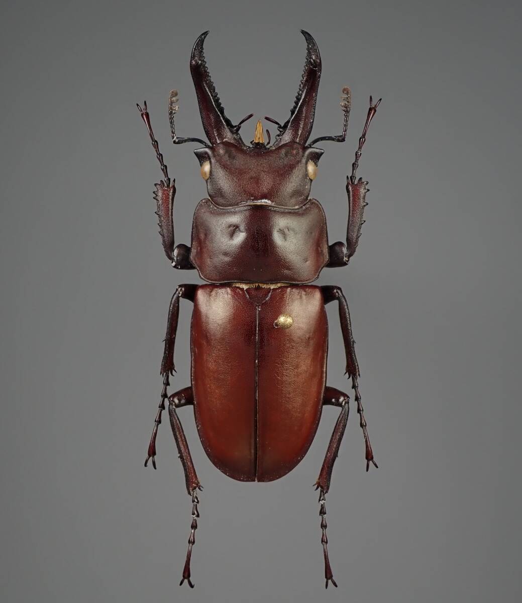 北朝鮮産 キンオニクワガタ Prismognathus dauricus ♂ 36mm 標本 の