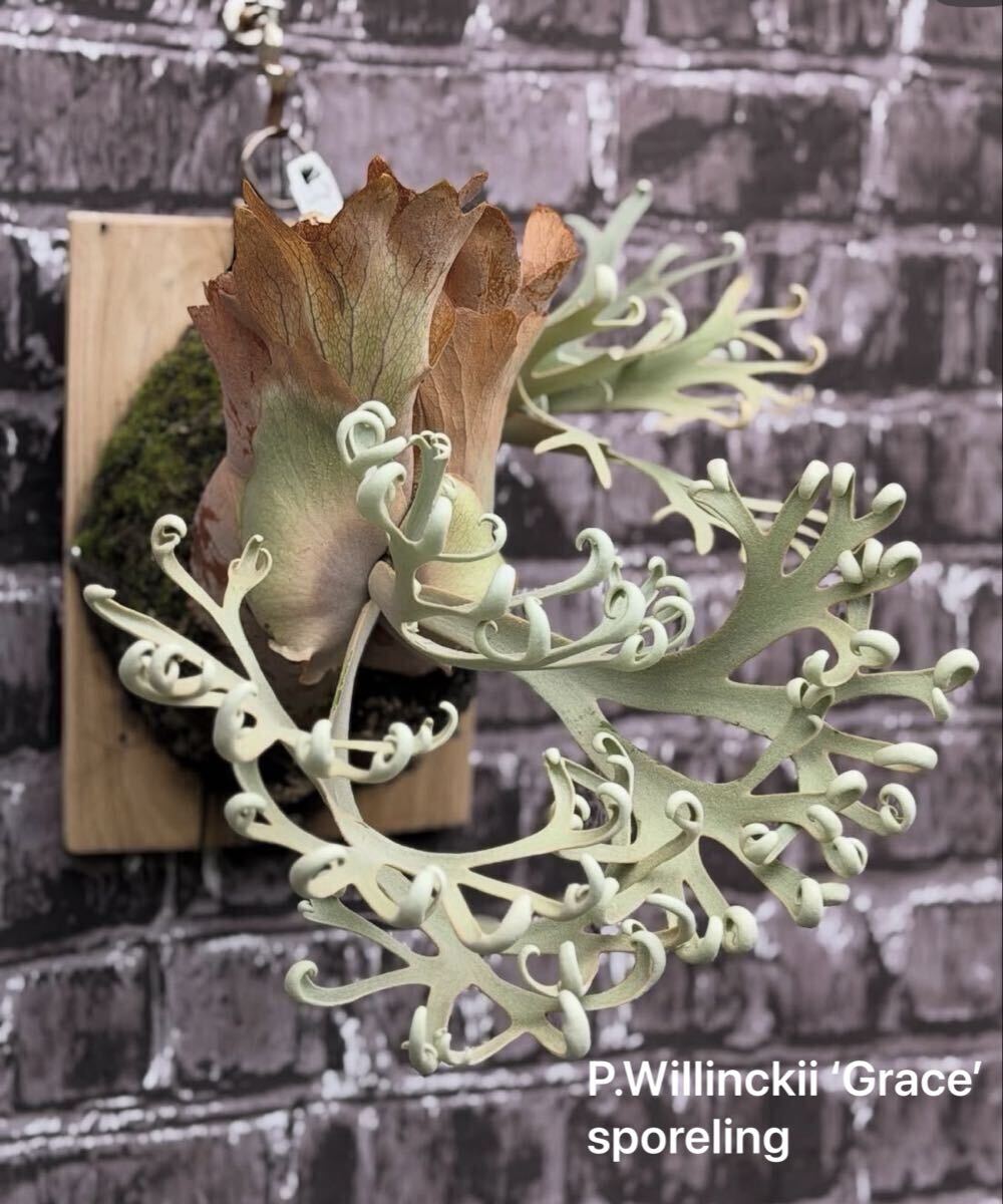P.Willinckii 'Grace′ sporeling サインタグ付き！ ウィリンキー