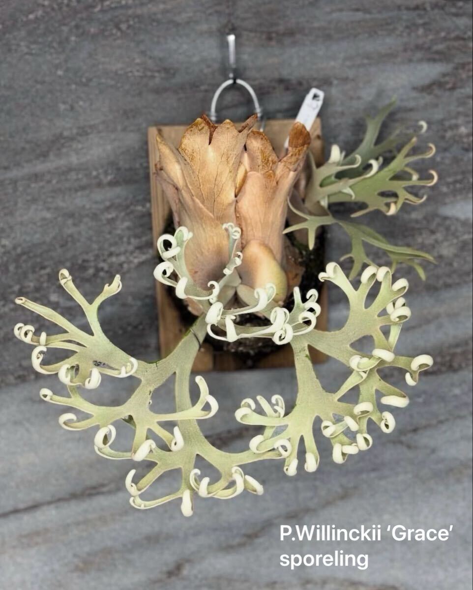 P.Willinckii 'Grace′ sporeling サインタグ付き！ ウィリンキー