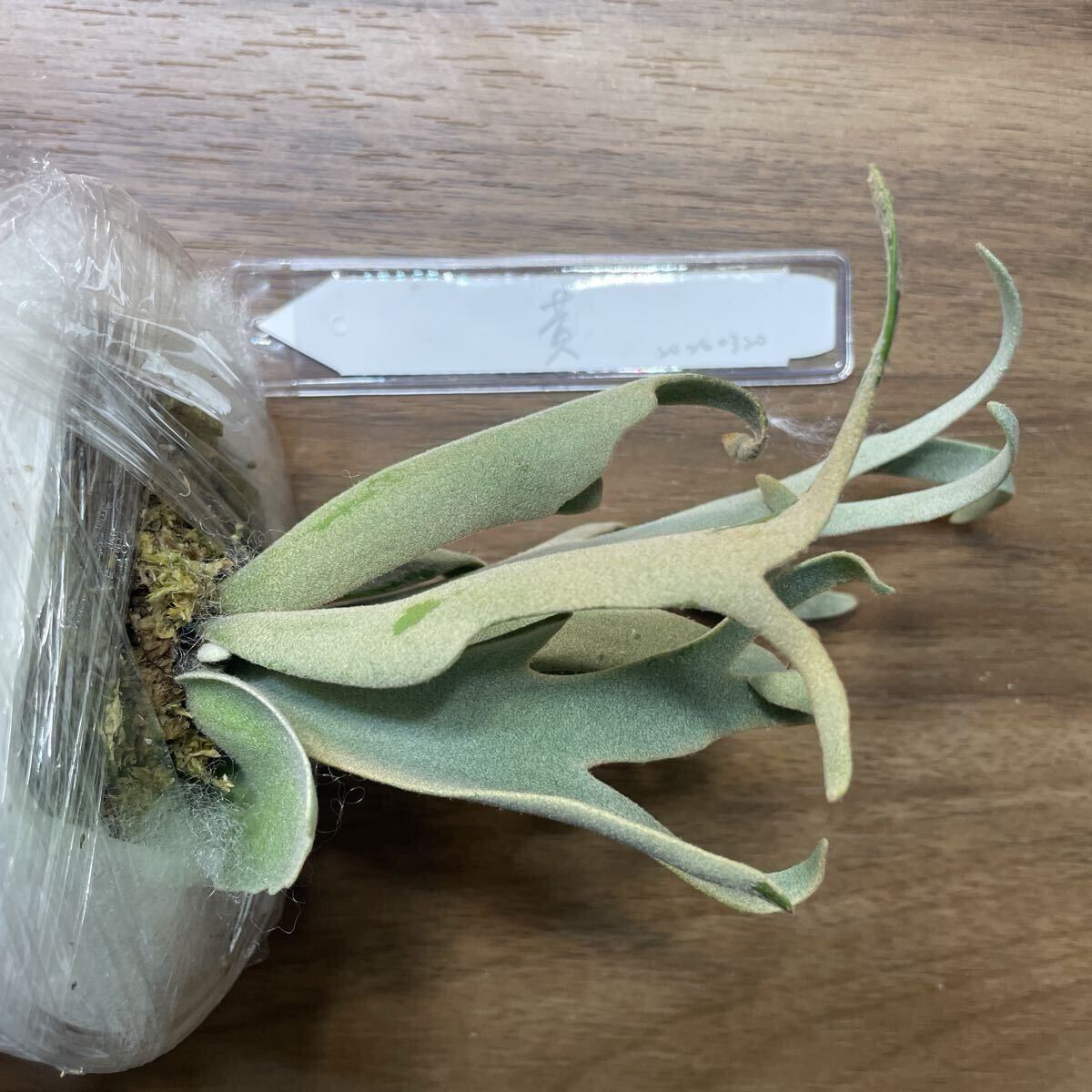 P.Willinckii 'Grace′ sporeling サインタグ付き！ ウィリンキー