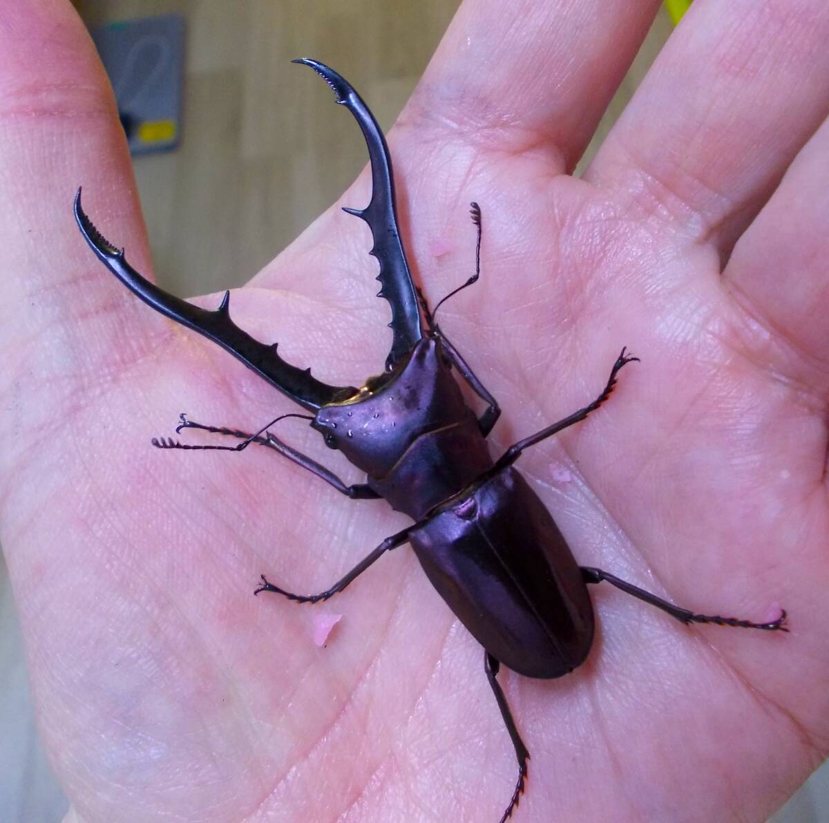 パープル血統 ペレン産 メタリフェルホソアカクワガタ ペア その3(外