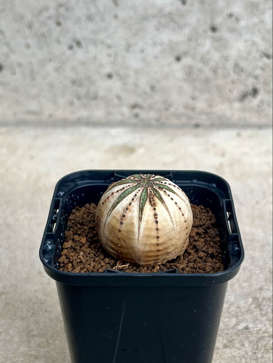 ホワイトオベサ 実生 白化 ユーフォルビア (観葉植物)｜売買された