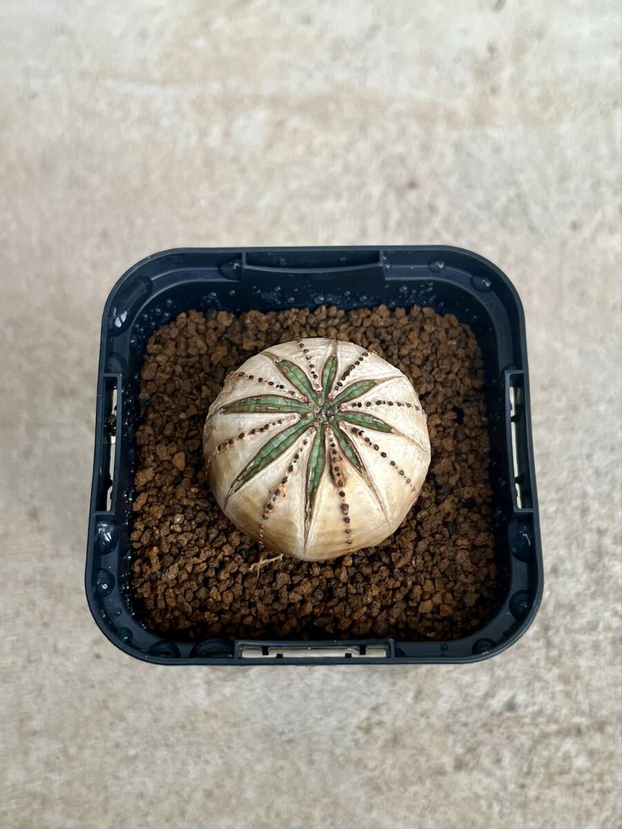 ホワイトオベサ 実生 白化 ユーフォルビア (観葉植物)｜売買された