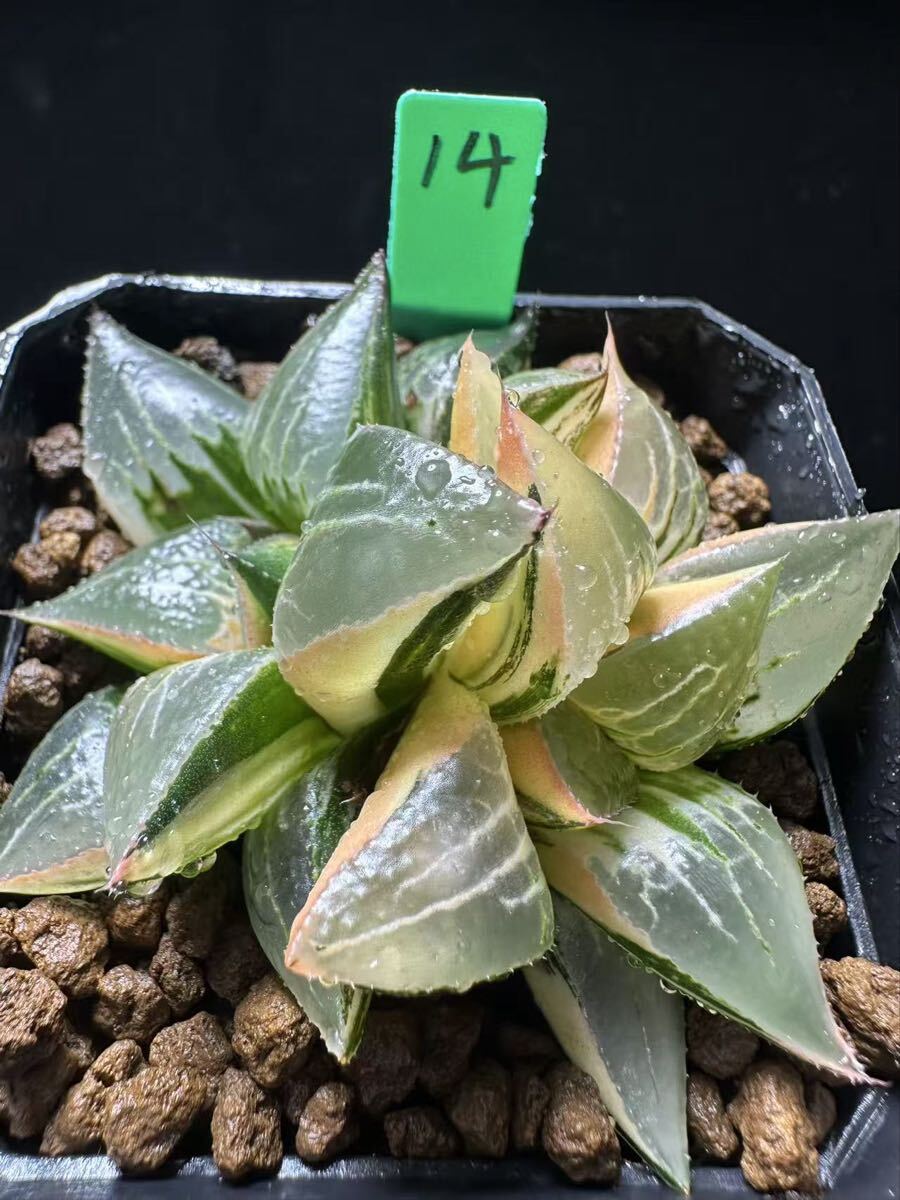 14 多肉植物 ハオルチア 酒呑童子錦 自家繁殖 抜き苗発送(サボテン