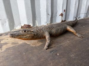 瘤杢 ワニのオブジェ 流木 古材 木製 置物 アート 芸術 アンティーク