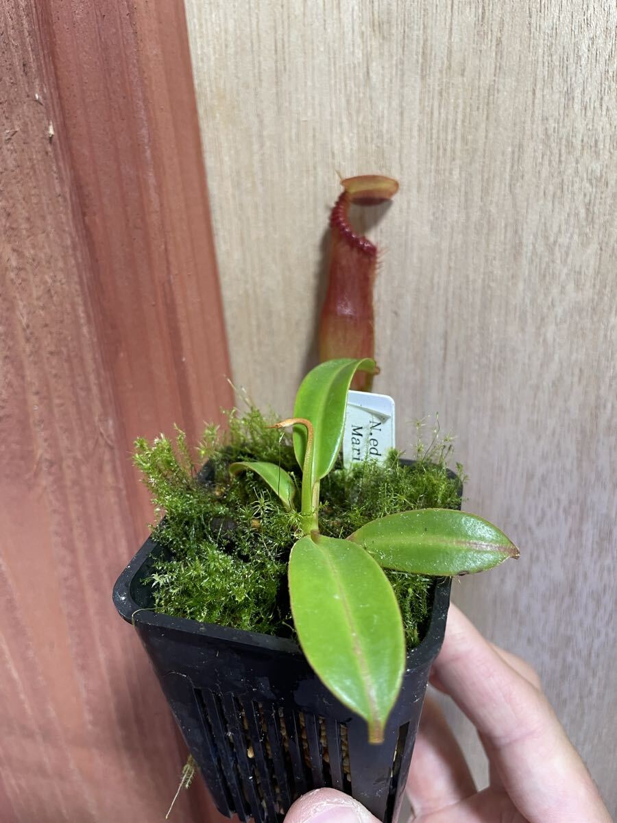 Nepenthes edwardsiana Marai Parai seed grown ネペンテス エドワード