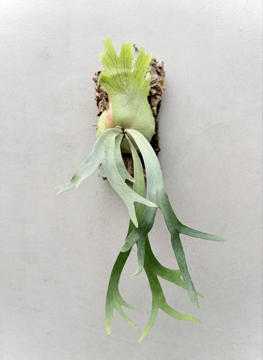 P. willinckii 'Blue Queen' 【vandaka】ビカクシダ ウィリンキー