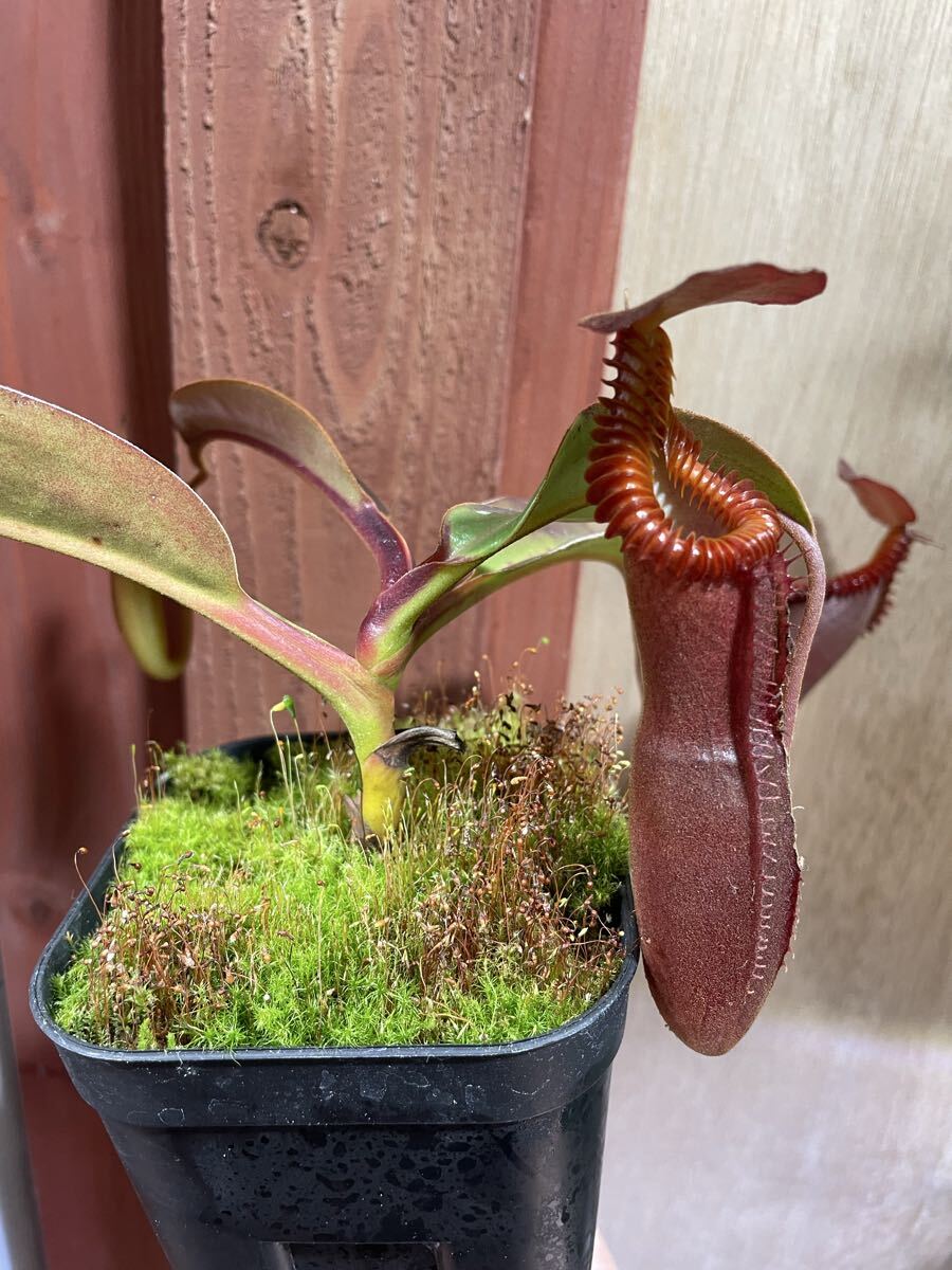 Nepenthes edwardsiana Tambuyukon 挿木 ネペンテス エドワードシアナ