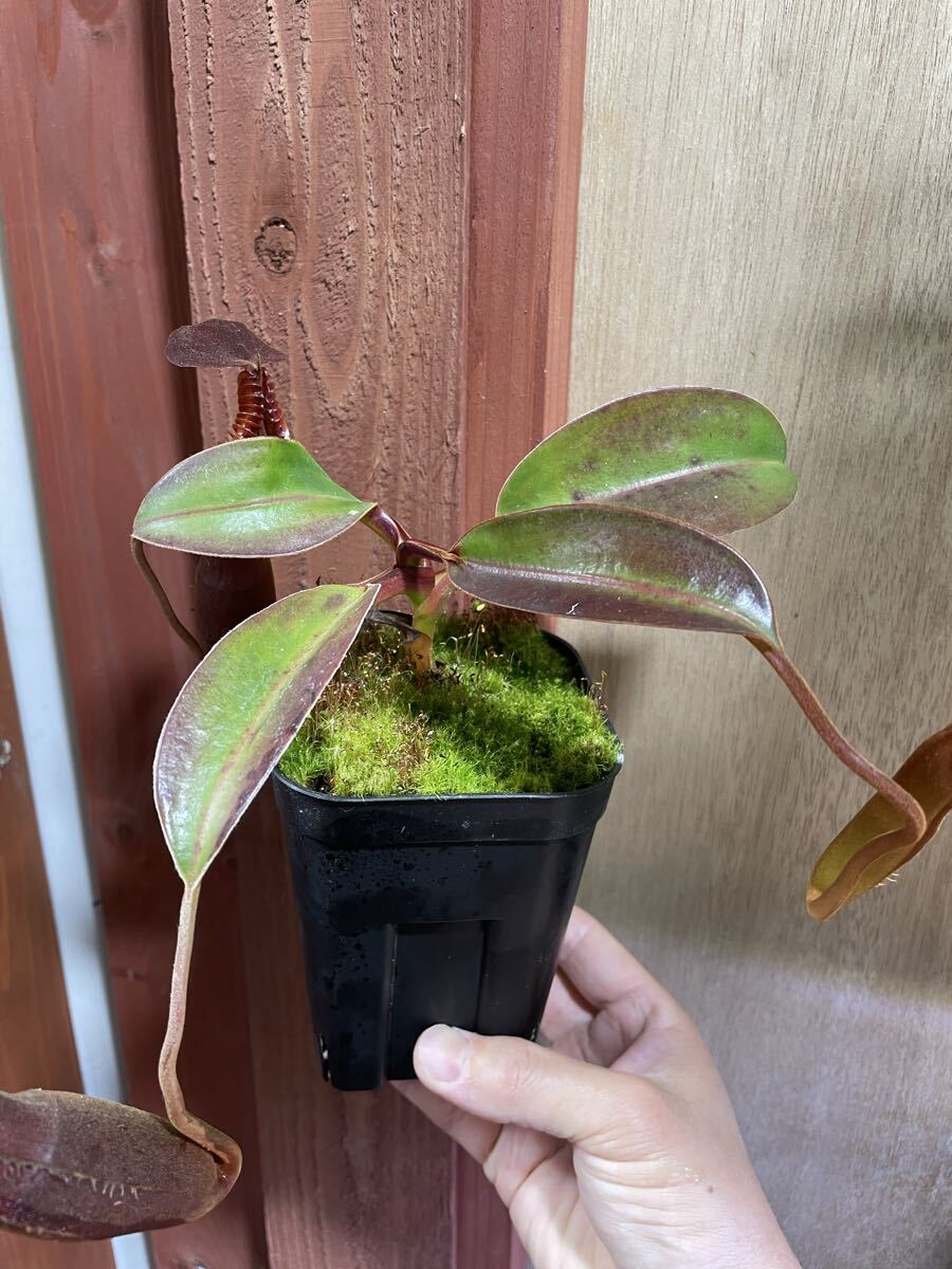 Nepenthes edwardsiana Tambuyukon 挿木 ネペンテス エドワードシアナ