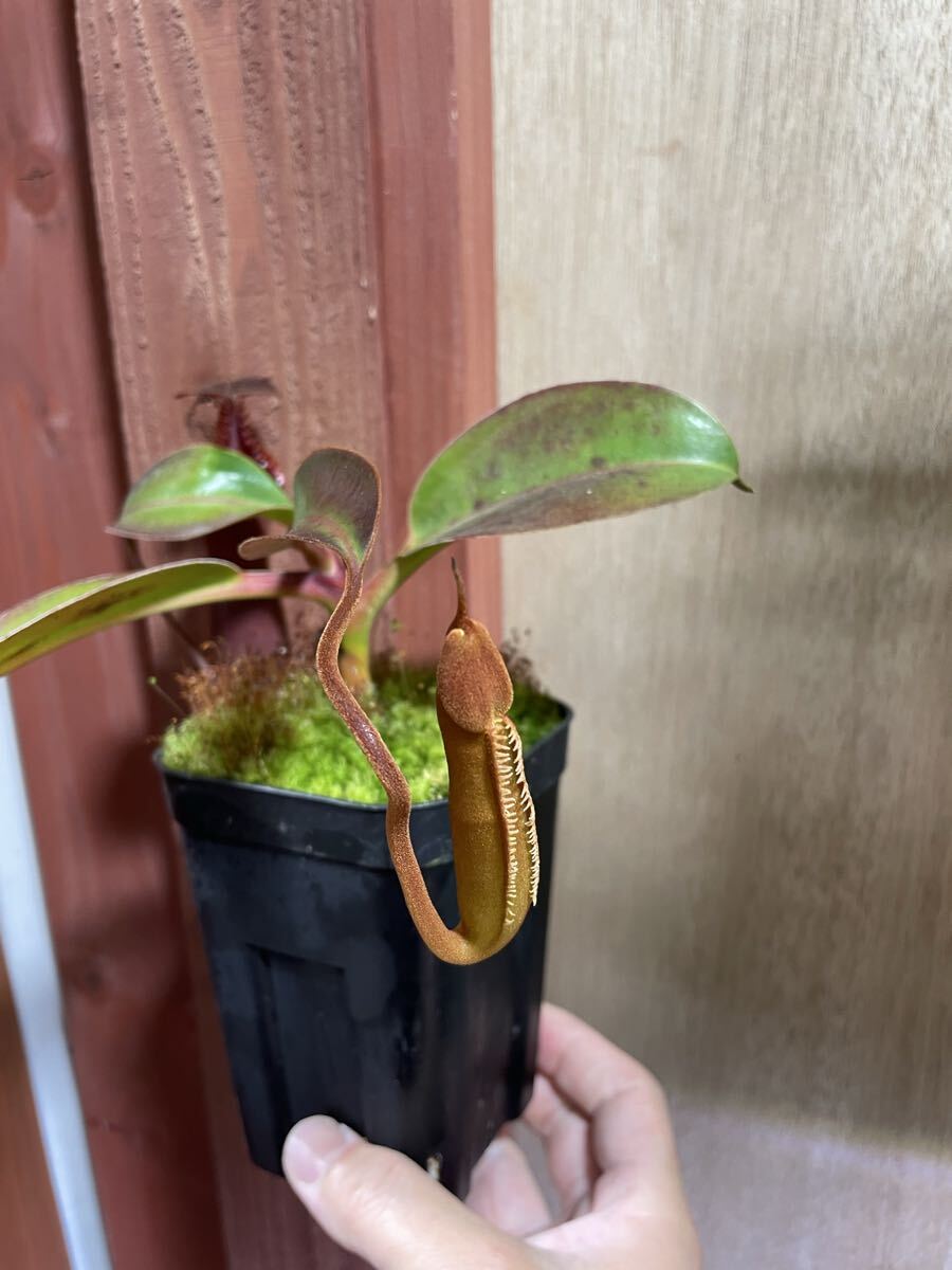 Nepenthes edwardsiana Tambuyukon 挿木 ネペンテス エドワードシアナ