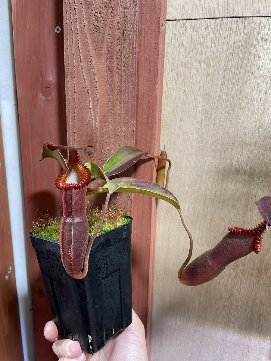 Nepenthes edwardsiana Tambuyukon 挿木 ネペンテス エドワードシアナ