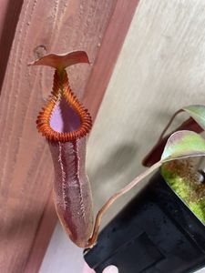Nepenthes edwardsianaのYahoo!オークション(旧ヤフオク!)の相場・価格