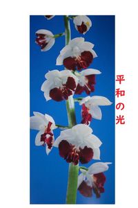 エビネの値段と価格推移は？｜636件の売買データからエビネの価値が 