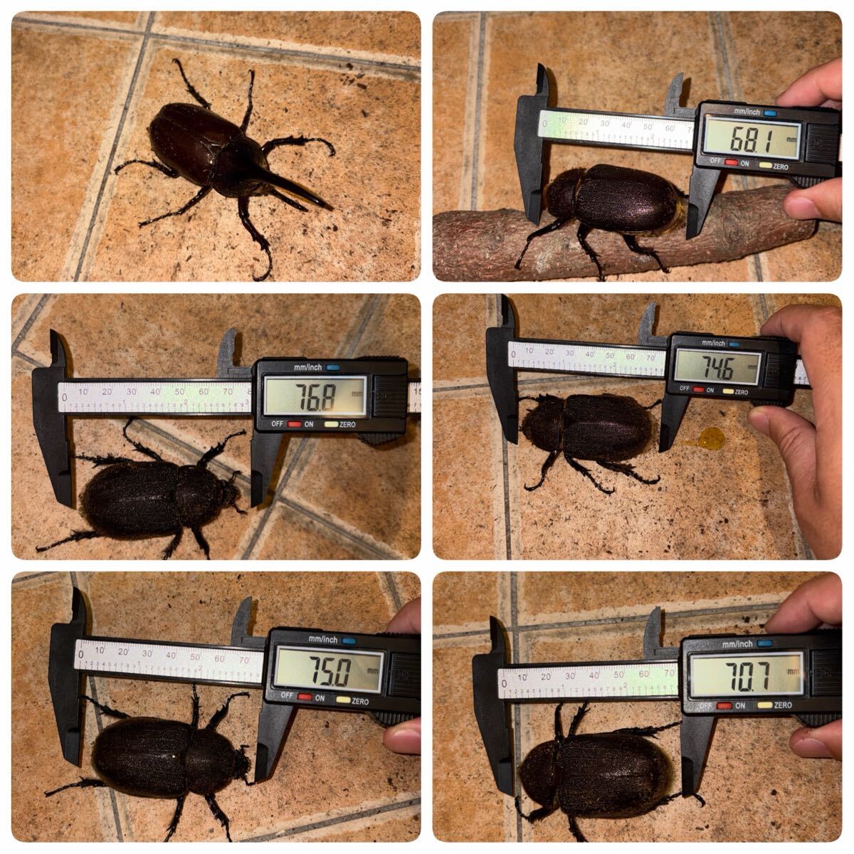 ヘラクレス オオカブトの値段と価格推移は？｜1272件の売買データから