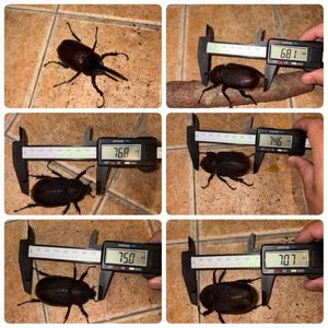 ヘラクレスオオカブトのYahoo!オークション(旧ヤフオク!)の相場・価格