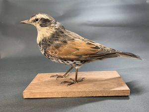 鳥 剥製の値段と価格推移は？｜11件の売買データから鳥 剥製の価値が