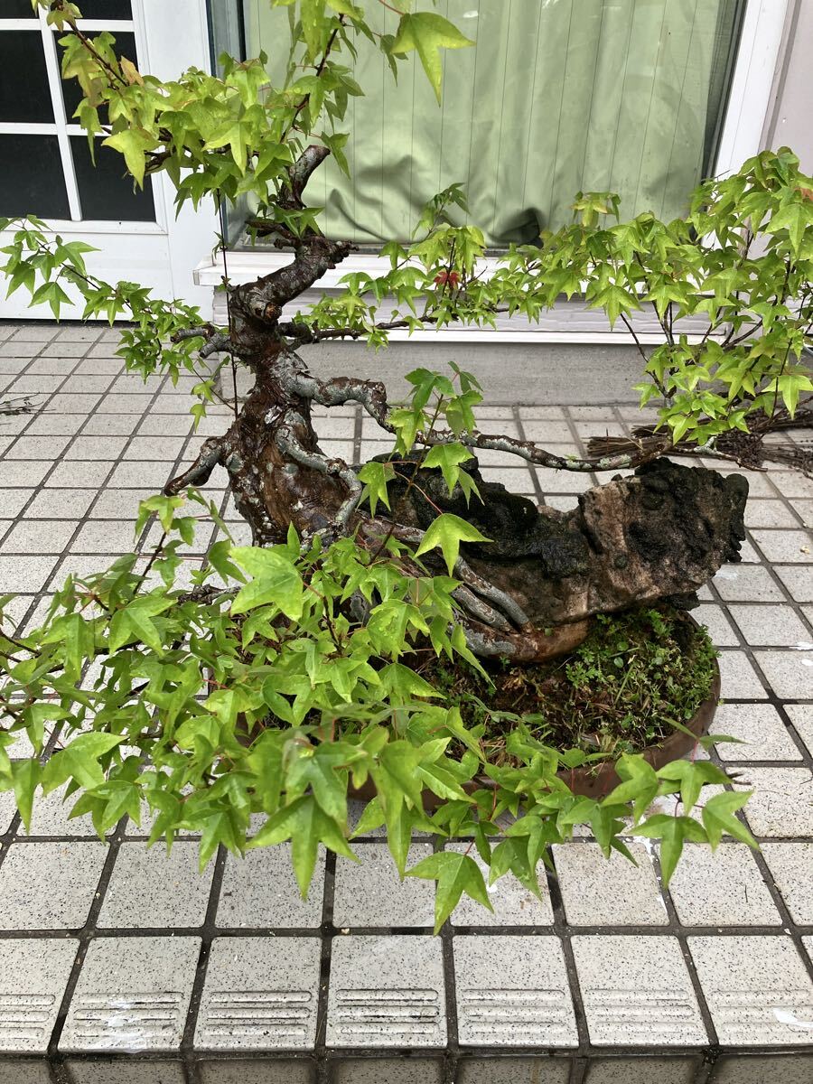 もみじ盆栽の値段と価格推移は？｜5件の売買データからもみじ盆栽の