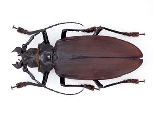 タイタンオオウスバカミキリの値段と価格推移は？｜3件の売買データ