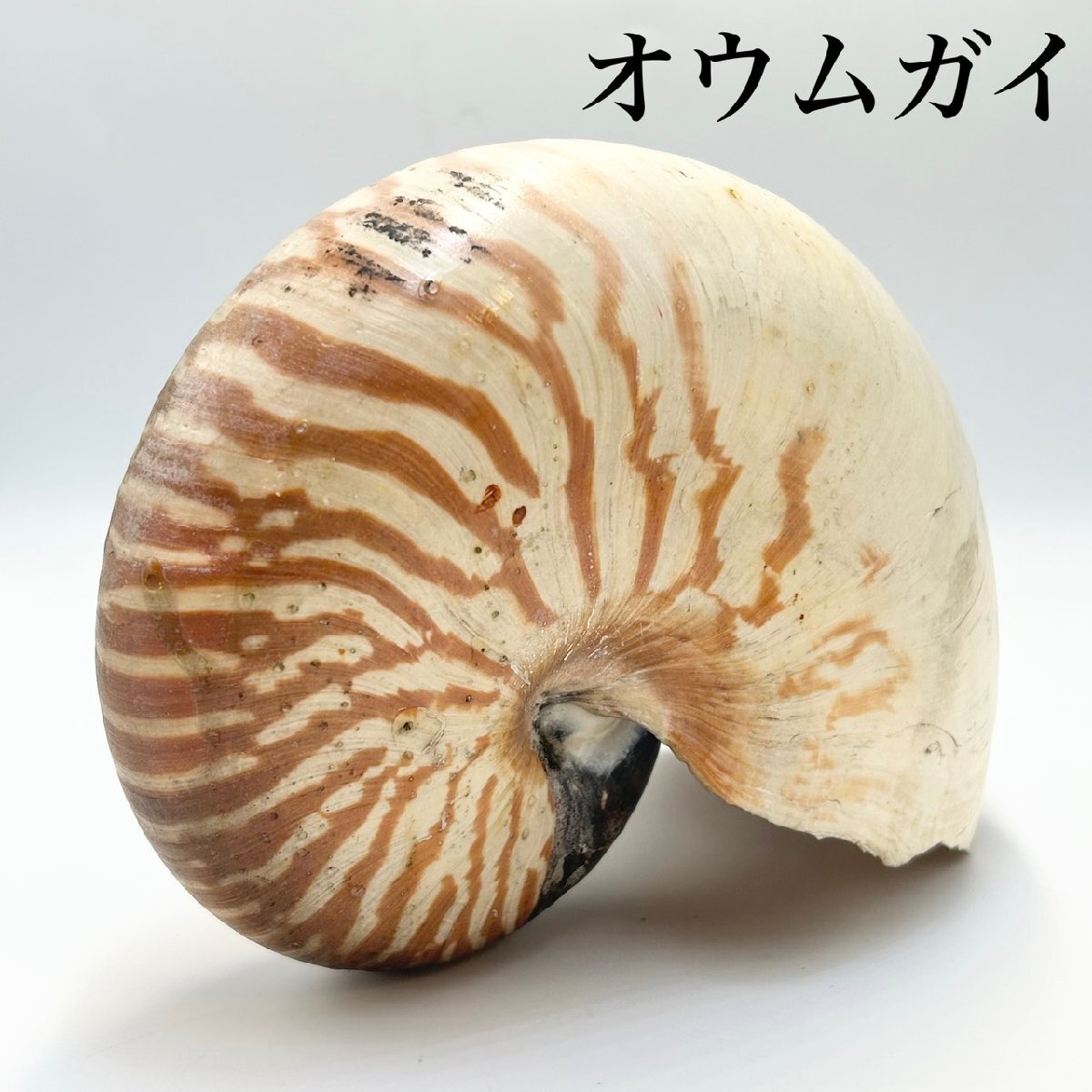 オウムガイの値段と価格推移は？｜16件の売買データからオウムガイの