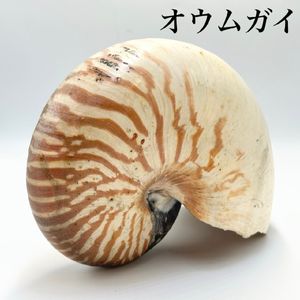 オウムガイの値段と価格推移は？｜16件の売買データからオウムガイの