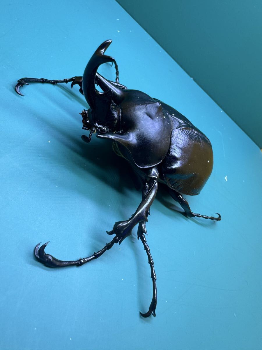 アクティオンゾウカブトの値段と価格推移は？｜79件の売買データから