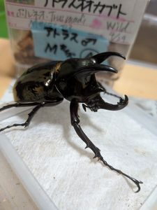アトラスオオカブトの値段と価格推移は？｜129件の売買データから