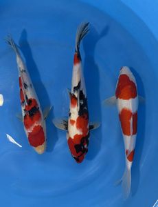 御三家セットの値段と価格推移は？｜2件の売買データから御三家セット