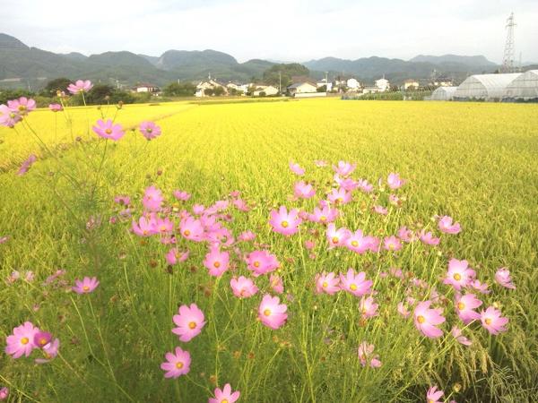 佐久平産コシヒカリ、岡村さんちのお米10kg（税・送料込）_2