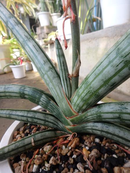 KN『サンスベリア連荘』231　‘シルバー　ゼブラ‘