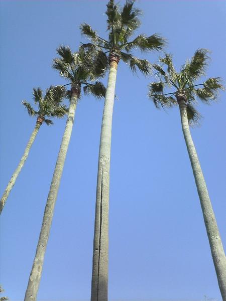 ♪リゾート♪≪ワシントンヤシ 庭用120 ≫お任せ株！（品番ML）