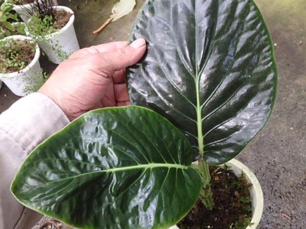 KN　ペパー(コショウ属）　マグニフィッカム