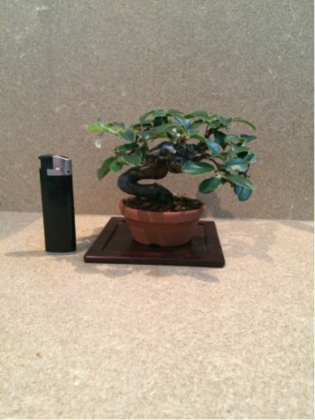 【愛好家のミニ盆栽】ミニ花梨 ミニカリン ミニ盆栽