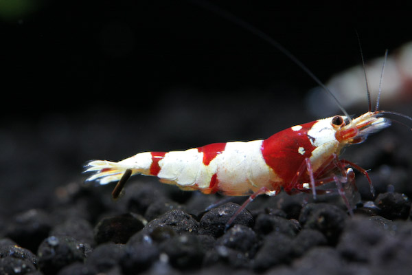 Bands ～　レッドビーシュリンプ　メス その3　0927_1