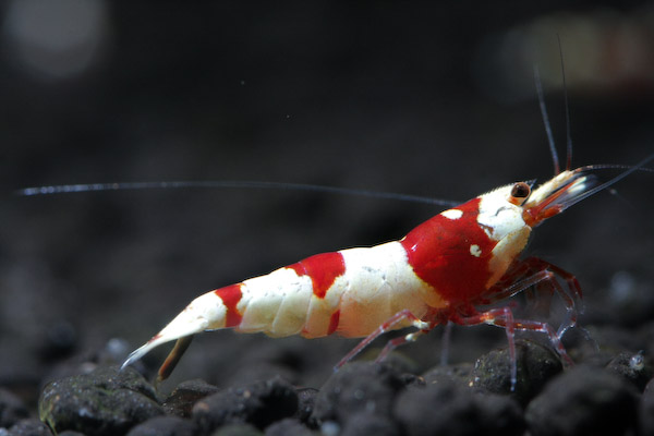 Bands ～　レッドビーシュリンプ　メス その3　0927_3