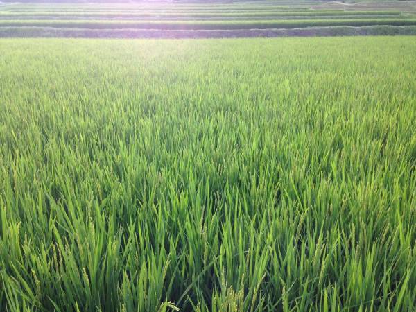 27年産 三重 山の湧水米(悟光米)コシヒカリ白米30kg