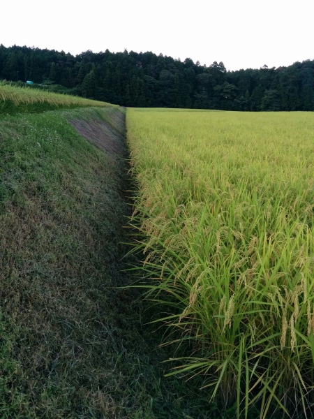 27年産 三重 山の湧水米(悟光米)コシヒカリ白米30kg