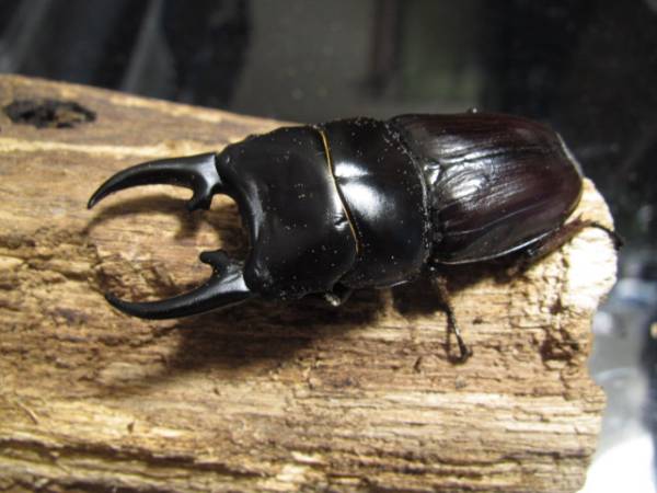 ヒぺリオンペア　♂６３ｍｍ・♀３６ｍｍ・即ブリ