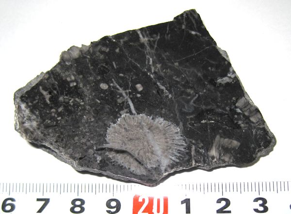 唯一のサイト モロッコ産 ウミユリ 化石 標本 1.04kg 23x19cm PC40