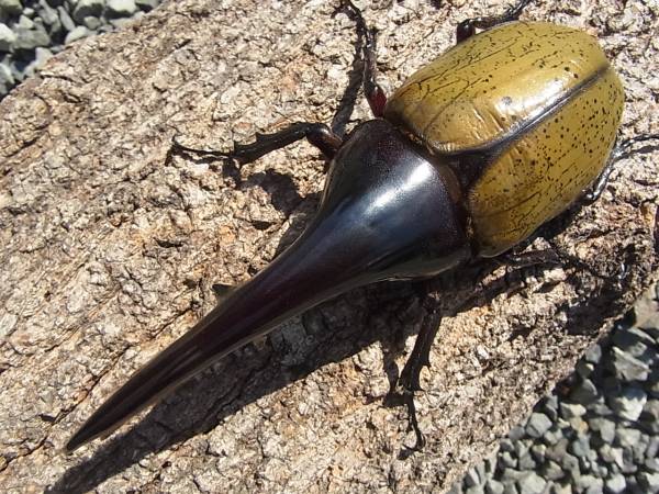 【HirokA】Ｄ・Ｈヘラクレス（ＦＦ×０ＦＡ２）１４８ｍｍペア