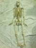 C43　人体骨格模型　全身