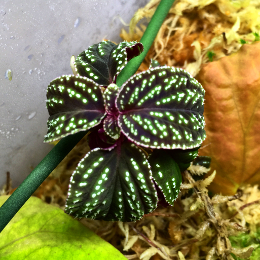 ノボタンsp (ベゴニア ホマロメナ スキスマ ジュエルオーキッド)