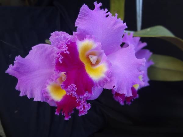 洋蘭カトレア Blc.Triumphal Coronation'Maruga'AM/JOS(Div)