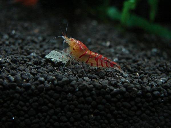 ◆α-シュリンプ◆【Rサンダー ブロードバンド金目メス+1計2匹】
