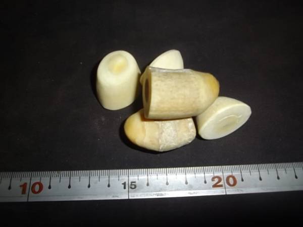 マッコウクジラ 抹香鯨歯端材500g漁具彫刻根付端材1 マッコウ マッコウ