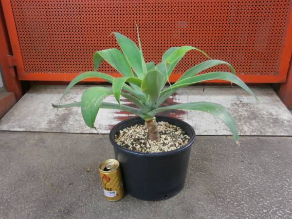 ☆アガベ・アテナータ☆７号サイズ☆４０cm！　五五