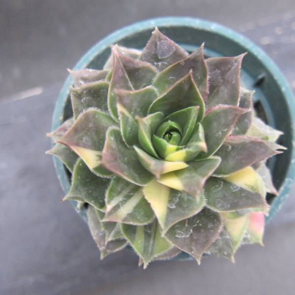 センペルビブム 錦 きれいな斑入り レア センペル 多肉植物　