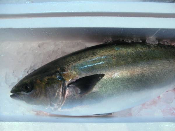 【魚有天】こだわりの活け〆鰤☆４㌔台☆即決送料込み