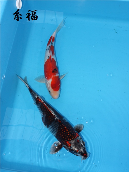 ≡　糸福　≡　　大正・孔雀　２歳　３５ｃｍ