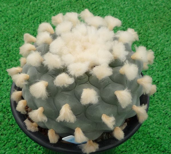 サボテン、多肉植物 翠冠玉-21 園芸ネット本店｜サボテン：翠冠玉